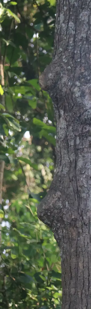 Faszinierende Gesichtsausdrücke